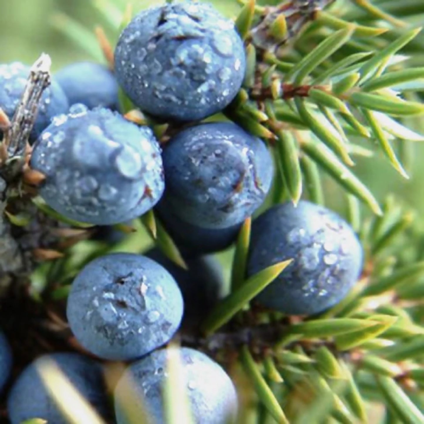 Isle of Skye candle juniper scent ingredient