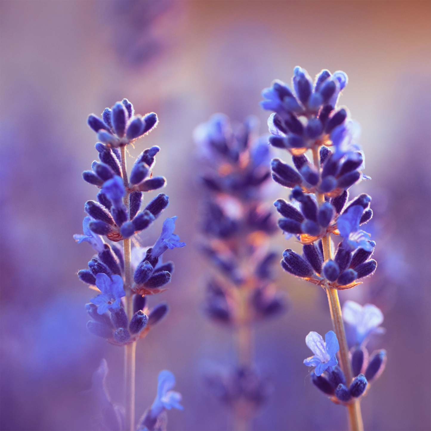 Isle of Skye candle sleep sensation ingredient