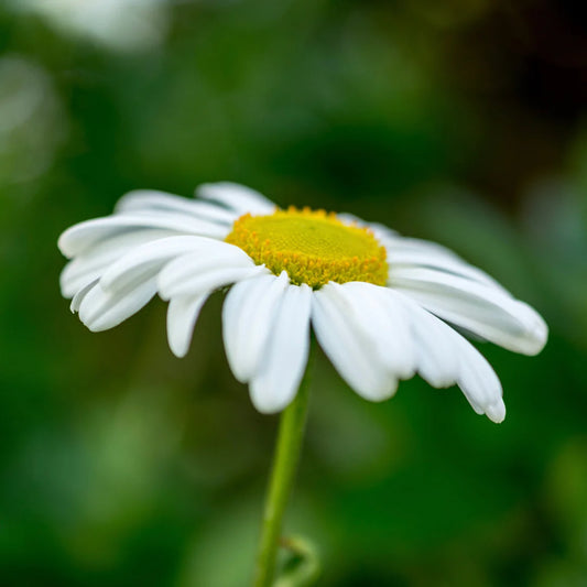 Isle of Skye Chamomile and Cedar ingredient