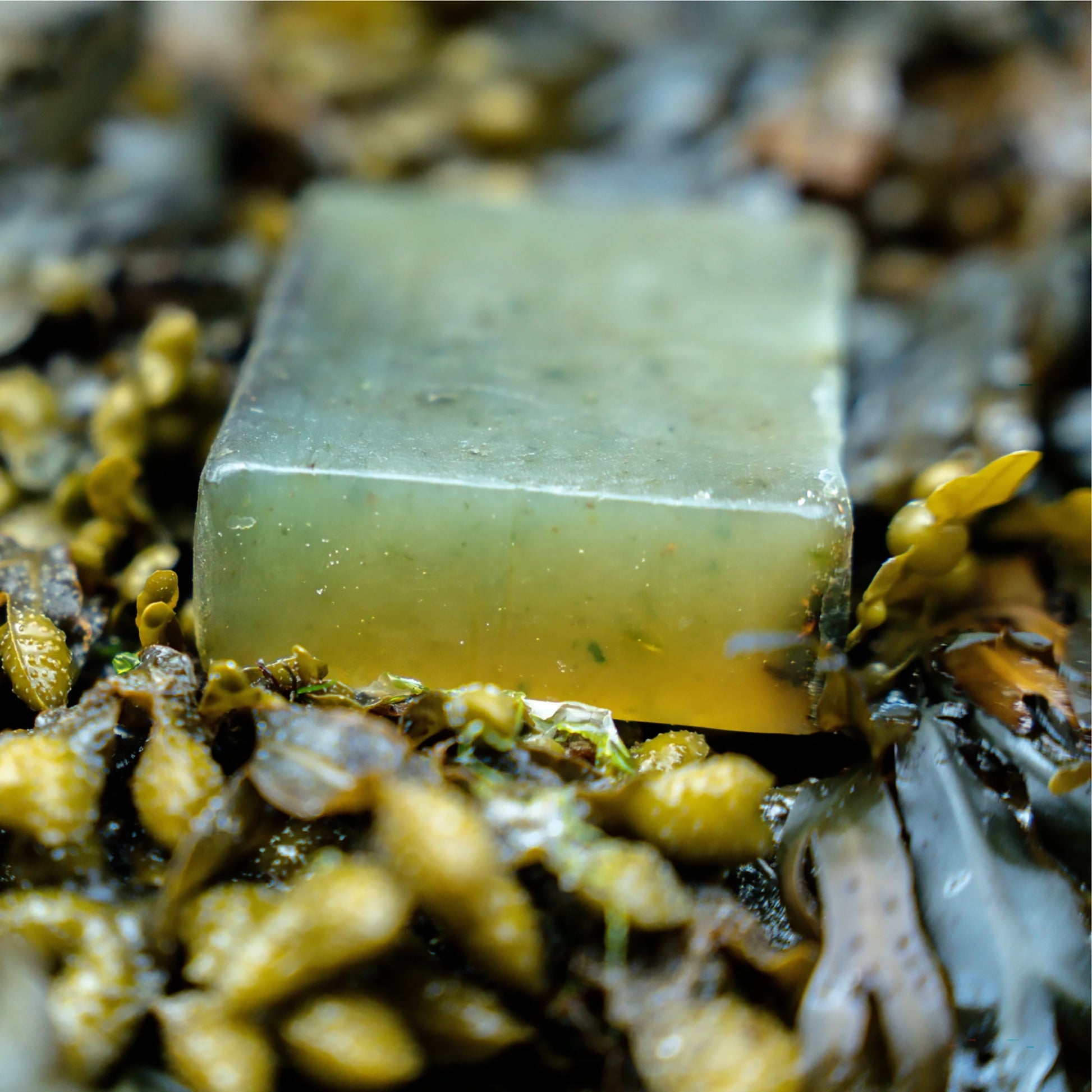 Highland Soap Co. bar of organic seaweed soap on a bed of sea kelp