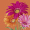 Orange paper napkins featuring pink and orange gerbera daisies