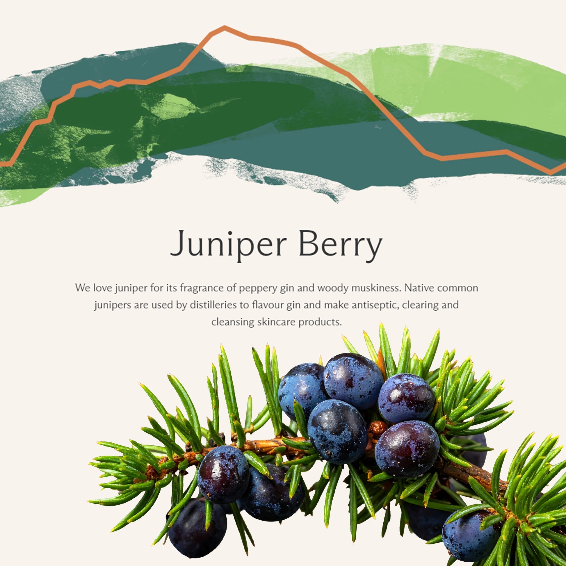 Juniper berry text