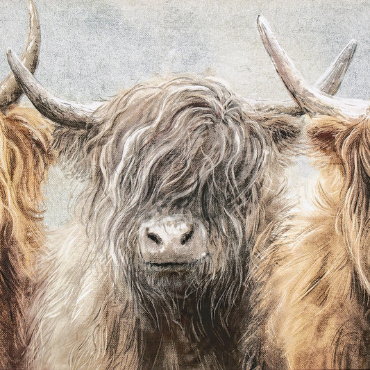 Close-up detail of dark coloured Highland cow.