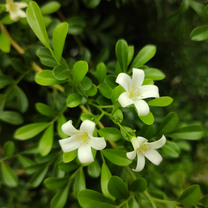 Isle of Skye candle wildflowers ingredient