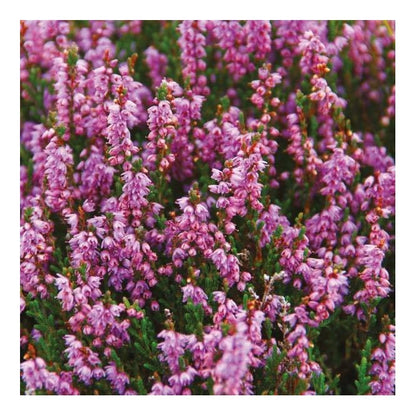 Heather & Wild Berries Scottish Range Reed Diffuser