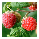 Raspberry & White Ginger Scottish Range