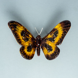 Gold & Black Butterfly | Small